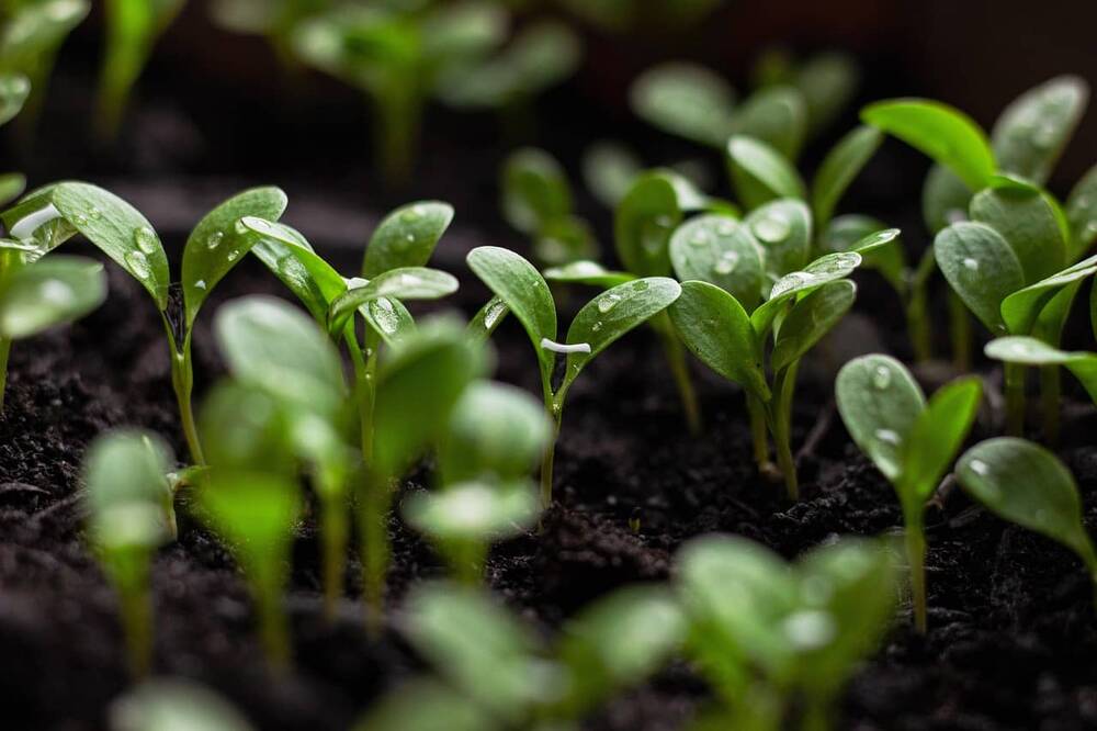 Junge, grüne Pflanzen mit Wassertropfen wachsen in fruchtbarem Boden, ideal für nachhaltige Gartenarbeit und Urban Gardening.